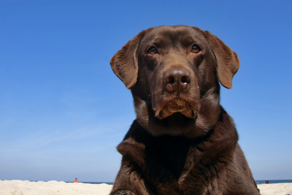 Daisy in Zeeland