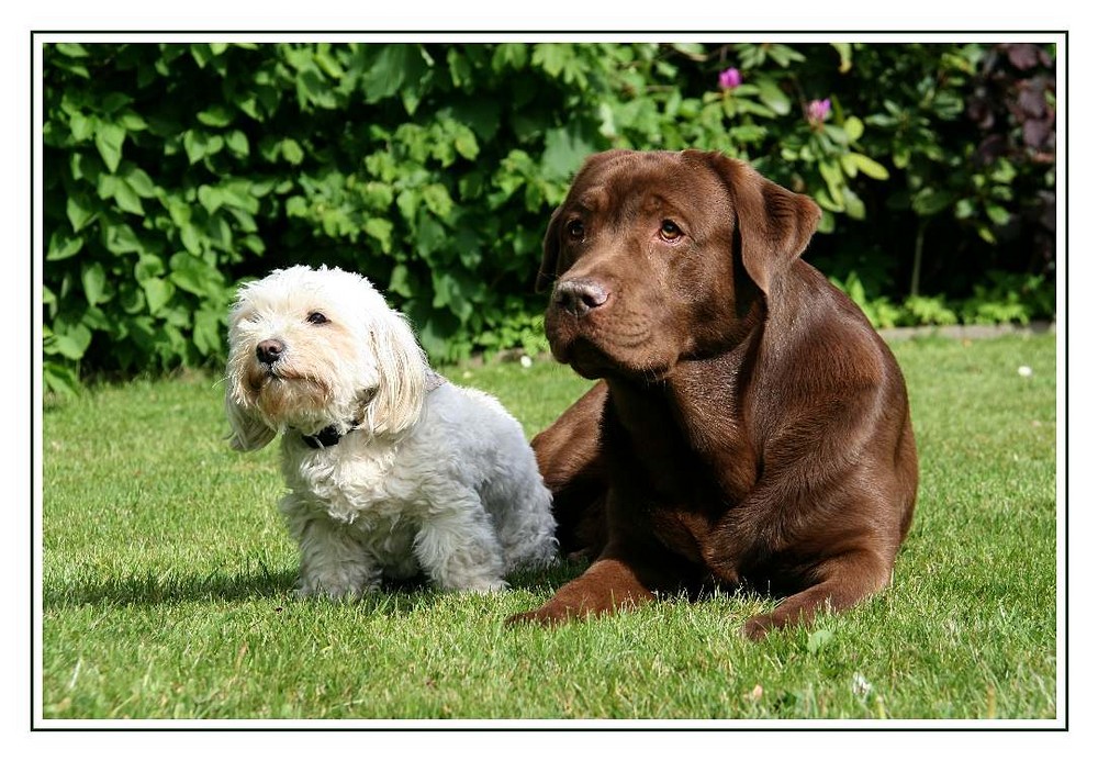 Daisy & Kito aus Bottrop