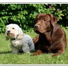 Daisy & Kito aus Bottrop