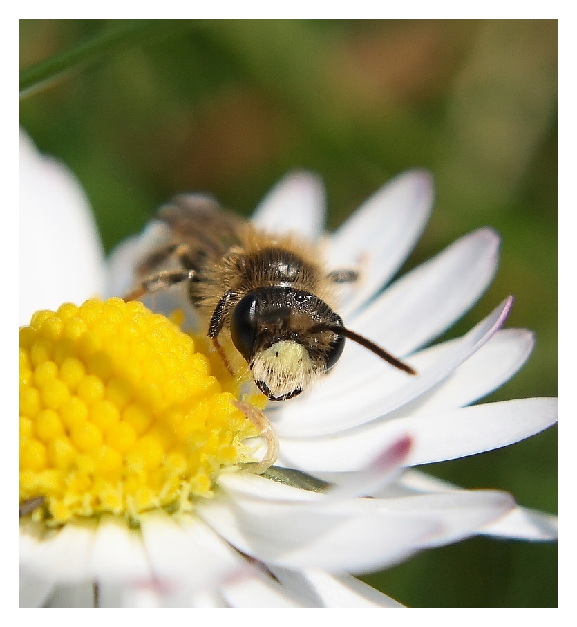 daisy-lover