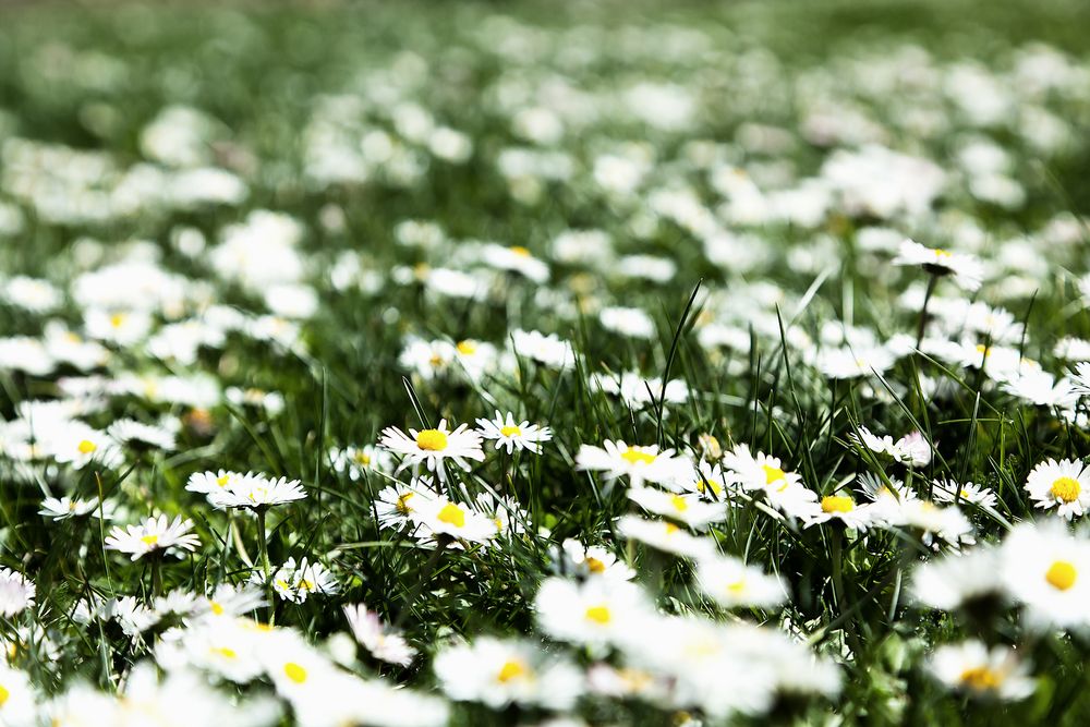 Daisy meadow by Jozef Spisak - DodiS 