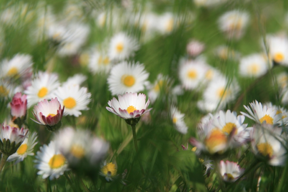 Daisy-Meadow