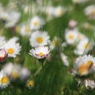 Daisy-Meadow