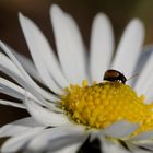 * Daisy mit Beetle *