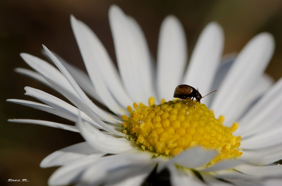 * Daisy mit Beetle *