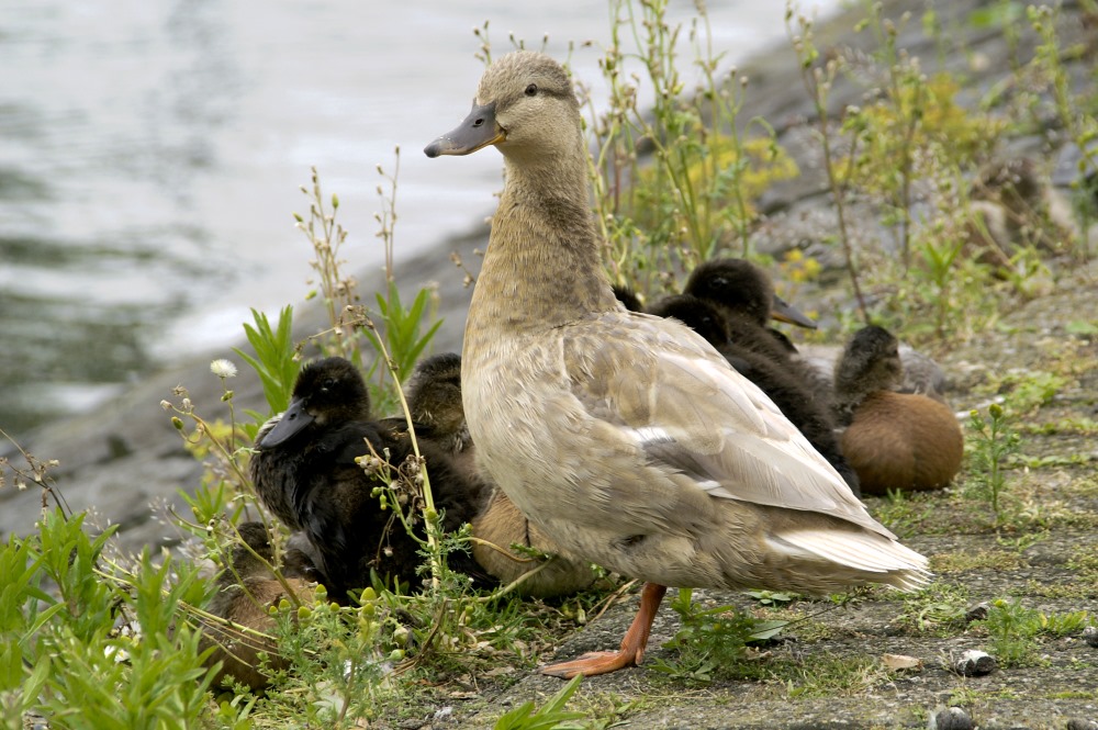 Daisy mit Ihren Jungen