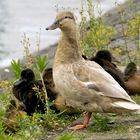 Daisy mit Ihren Jungen