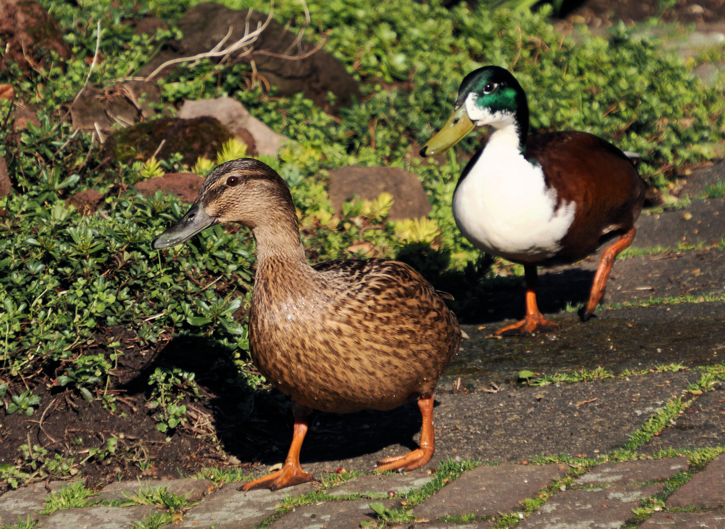 Daisy nebst Gatten …