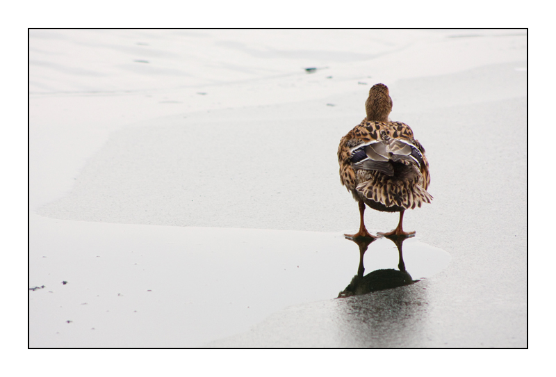 Daisy on ice