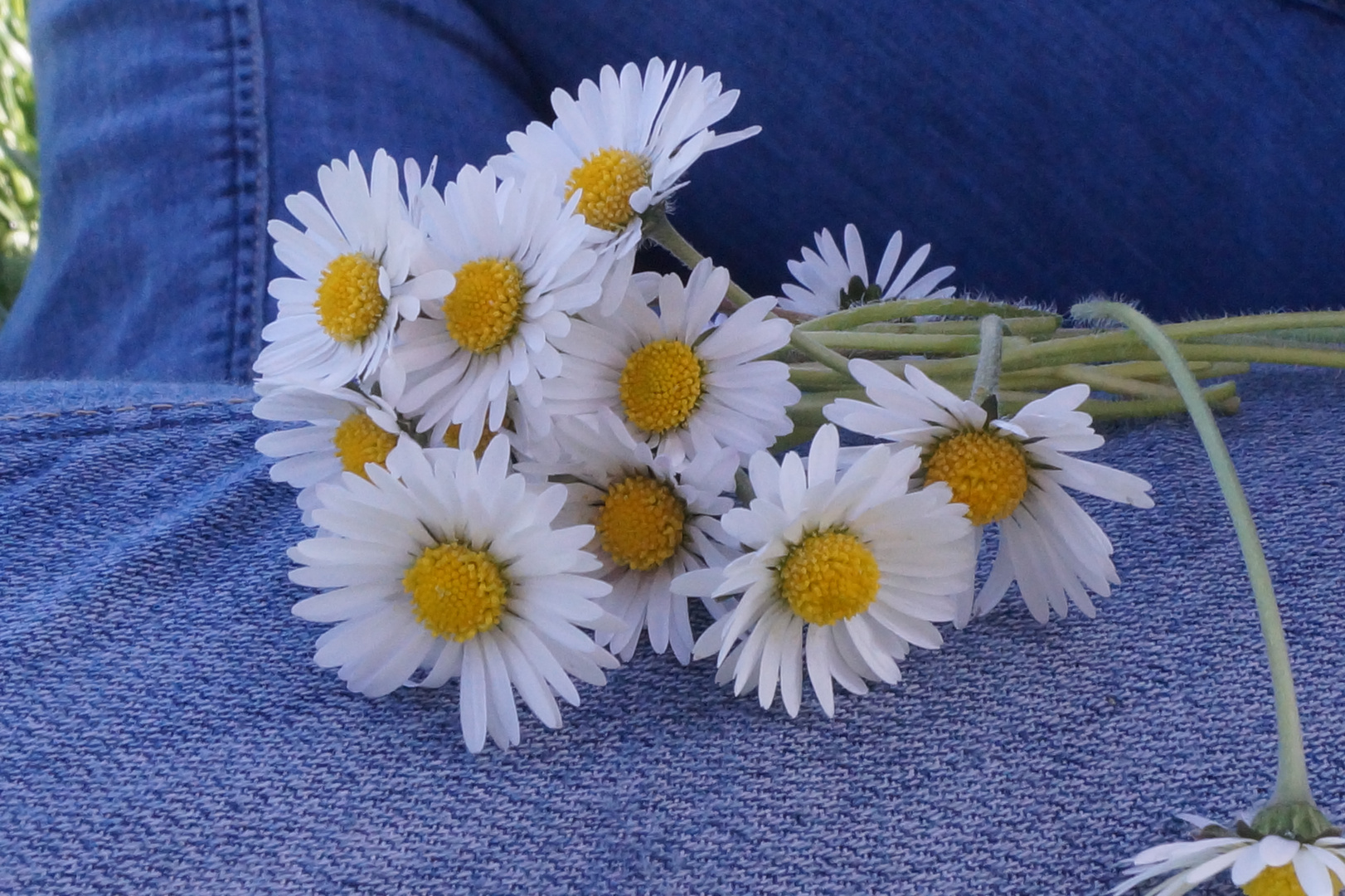 Daisy on the jeans