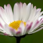 Daisy P3180054