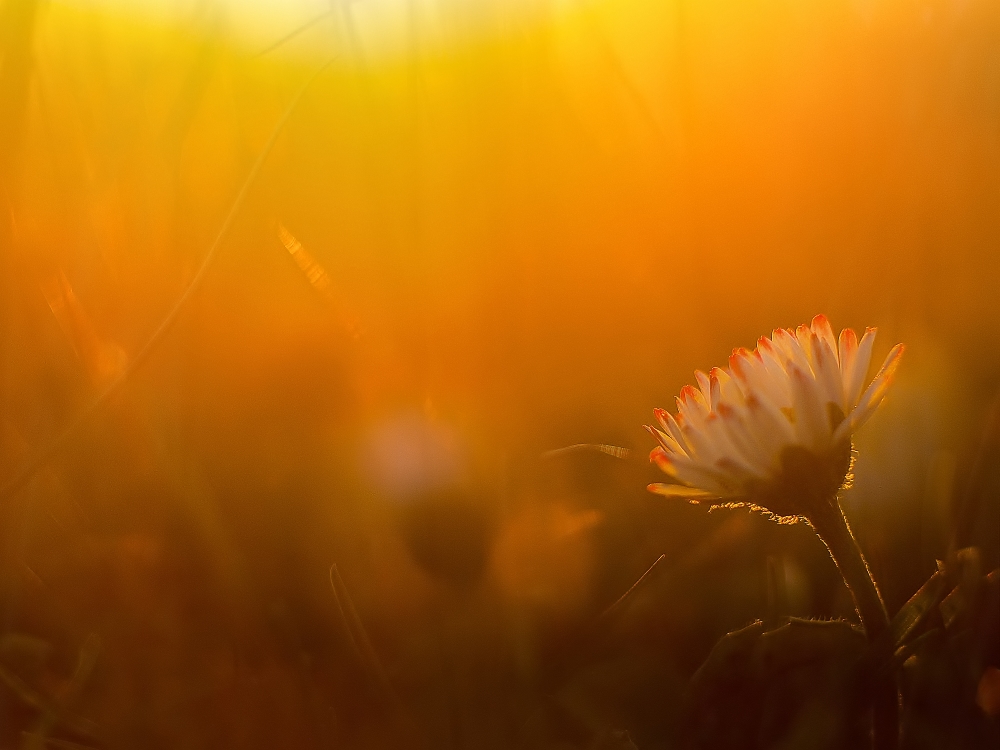 *** Daisy-Sonnenuntergangsromantik ***