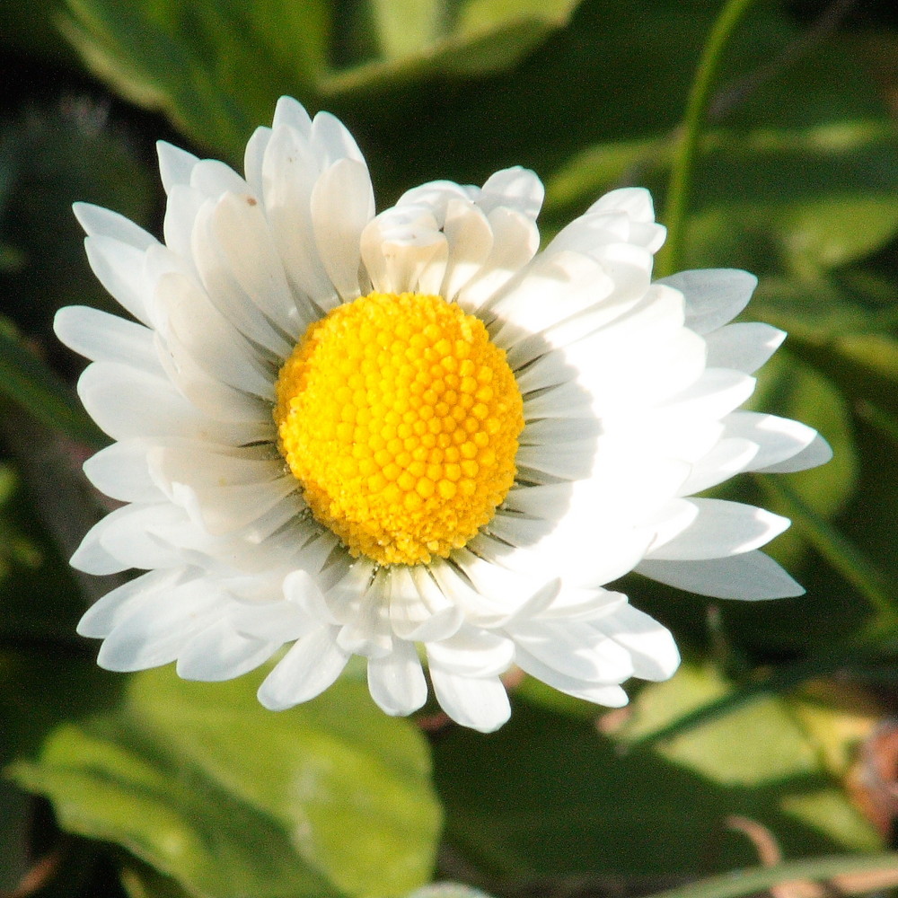 Daisy spring 2009