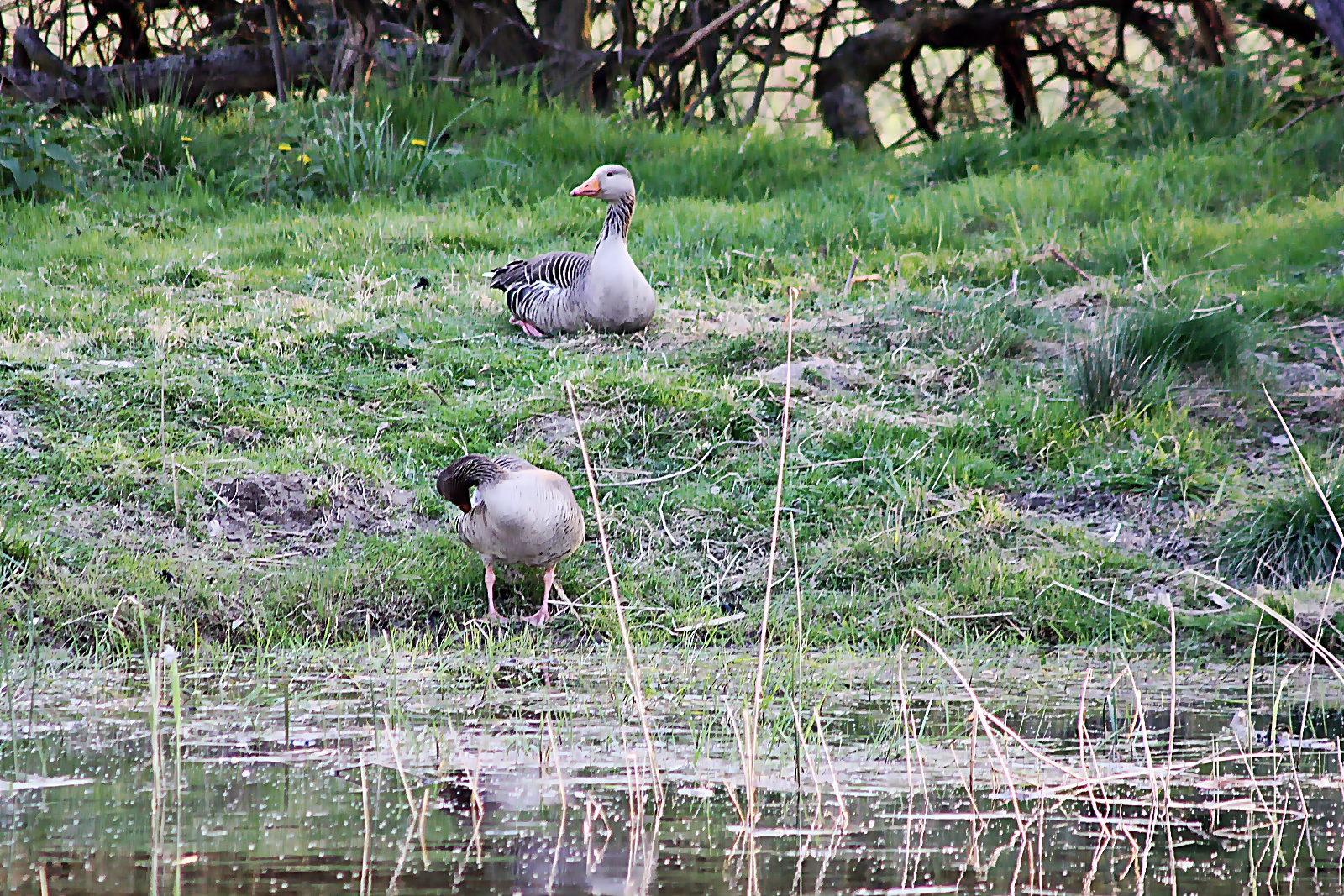 Daisy und Donald