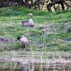 Daisy und Donald