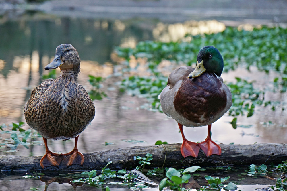 Daisy und Donald