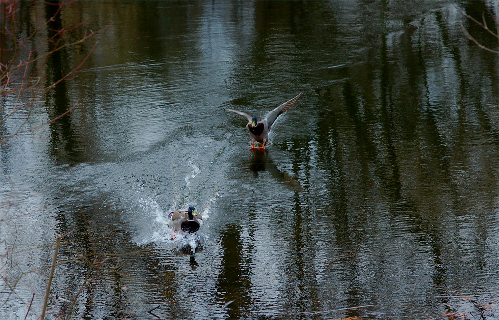 Daisy und Donald im Berliner Zoo