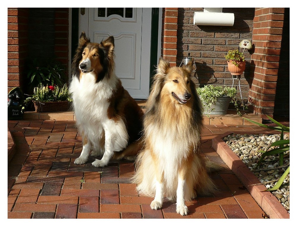 Daisy und Sheba, unsere Feriengäste aus Moers