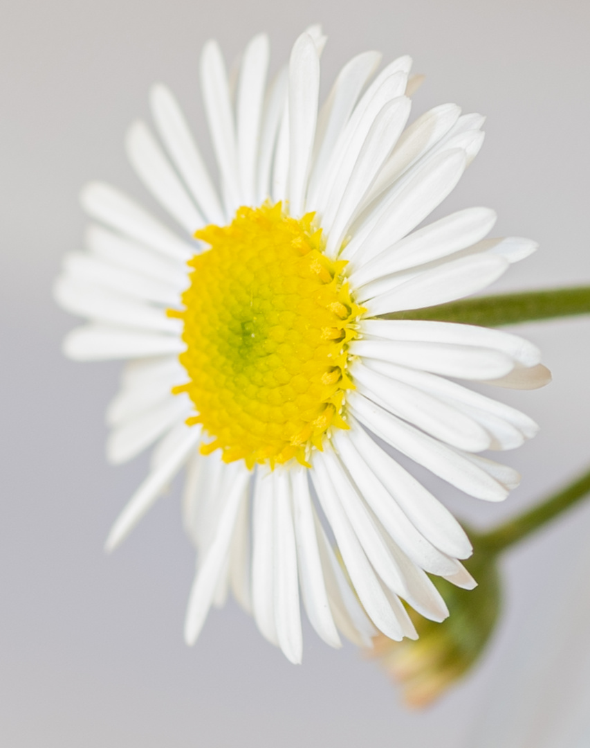 Daisy up close