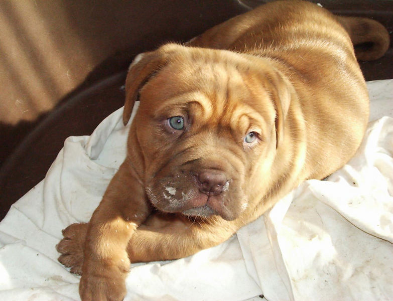 Hutch Hund