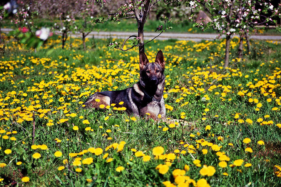 Daisy von den kleinen Kiebitzen