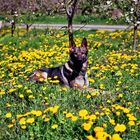 Daisy von den kleinen Kiebitzen