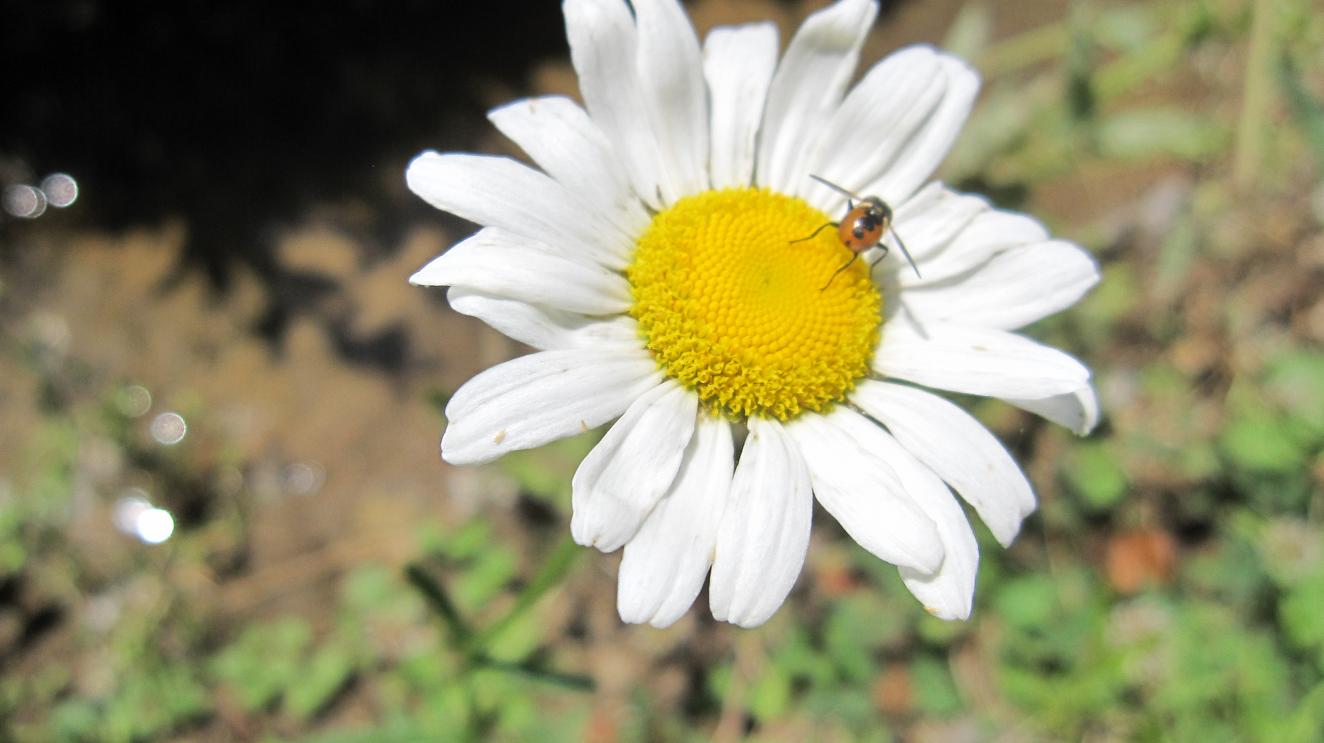 Daisy with Bug