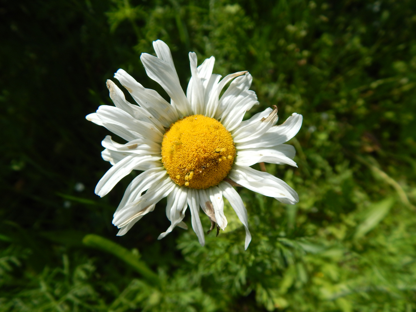 Daisy01