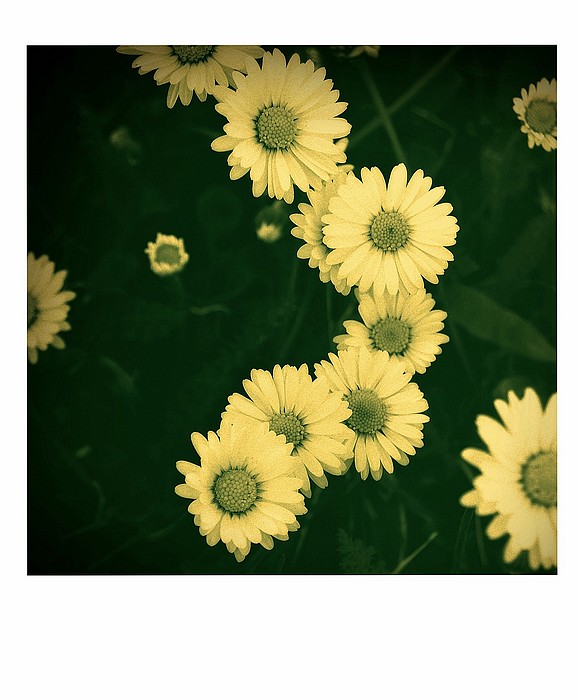 daisys...