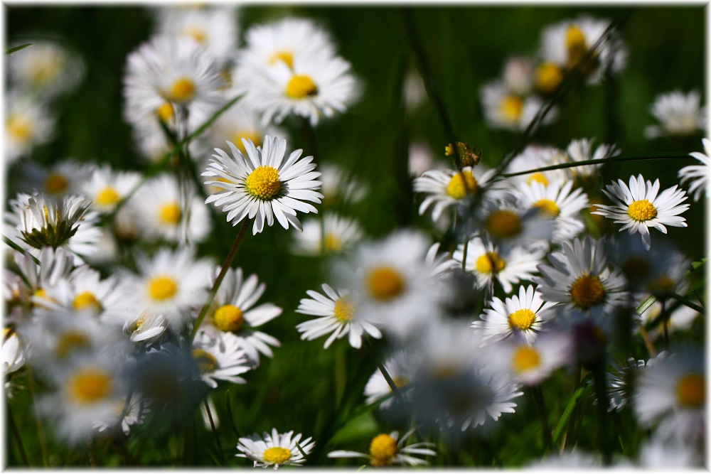 Daisys