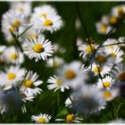 Daisys