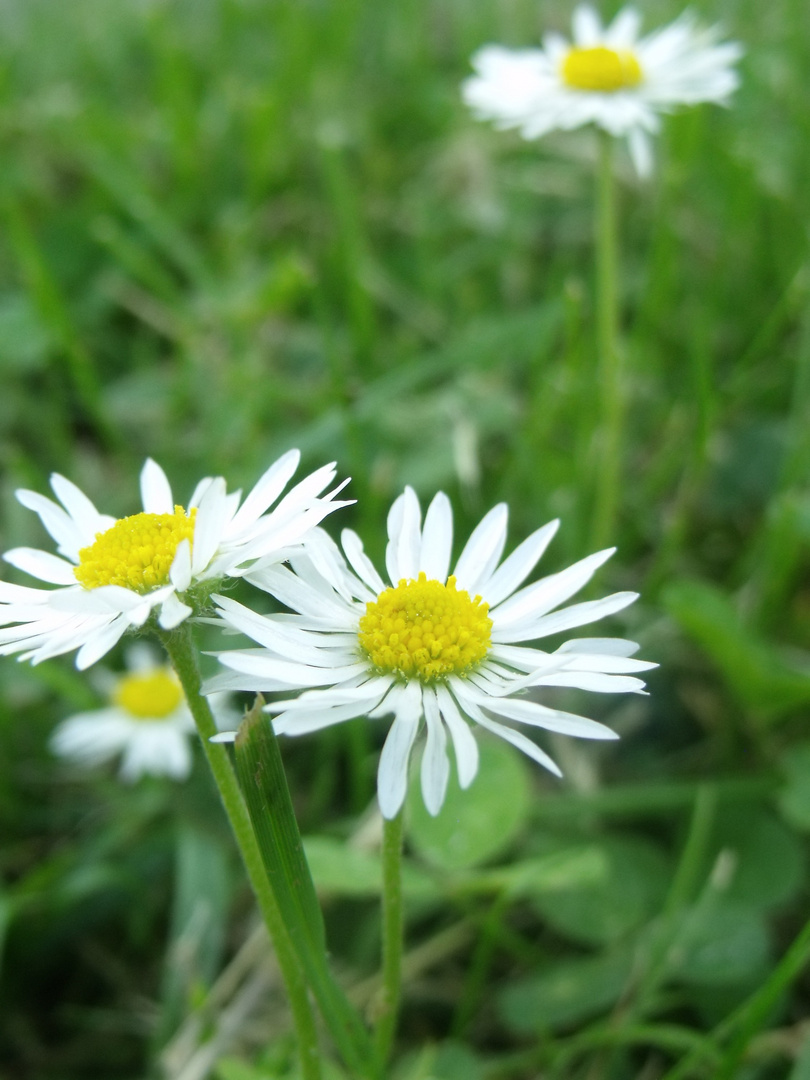 Daisys