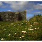 daisys @ errew abbey