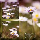 *** Daisys ... ***