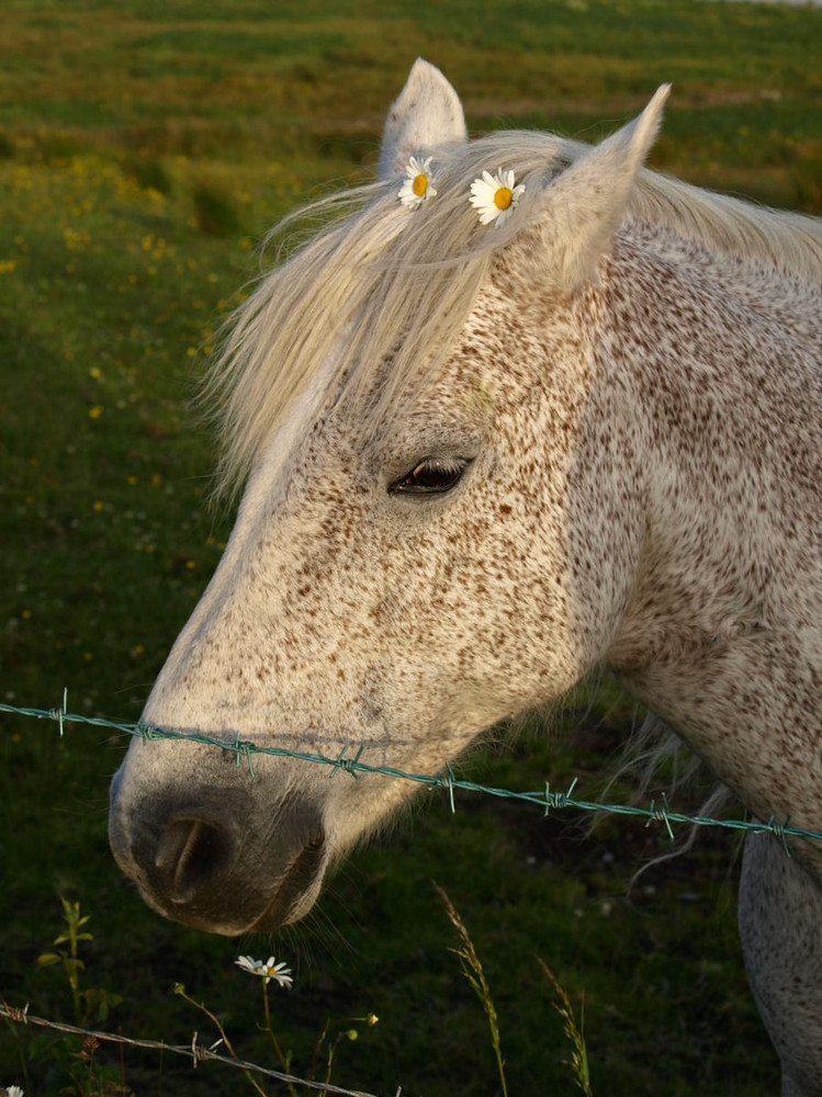 Daisys in my hair