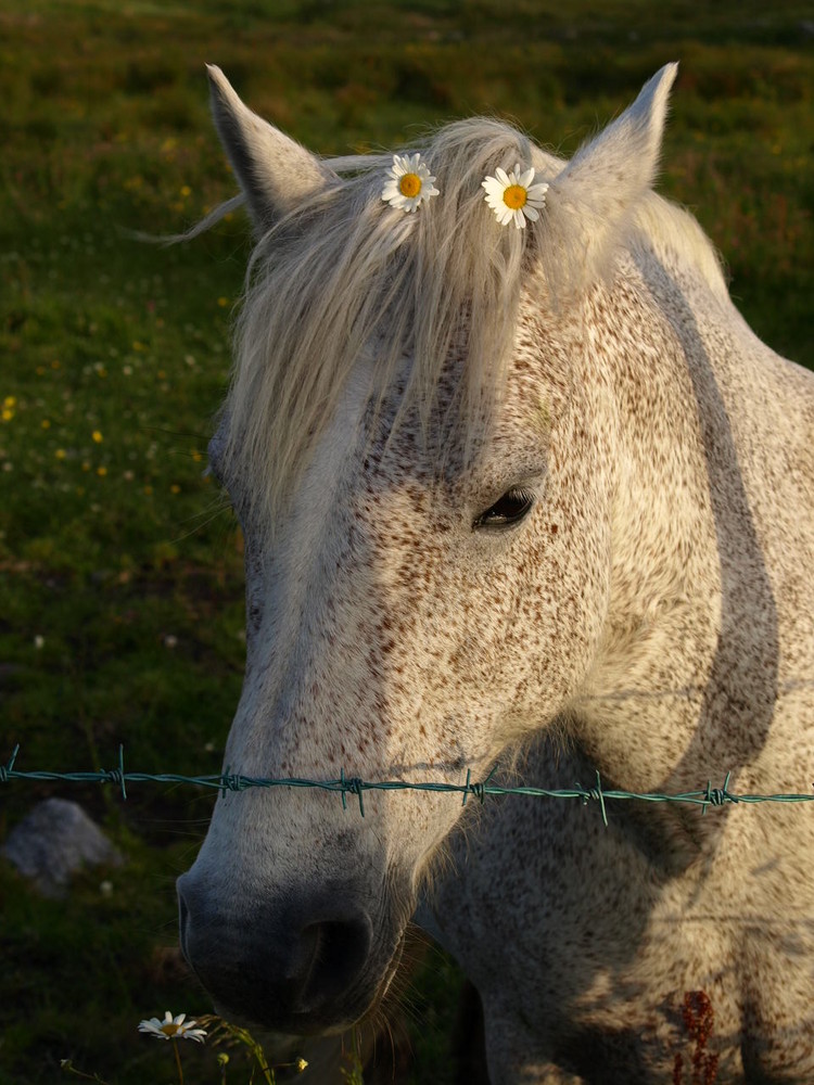 Daisys in my Hair unbearbeitet