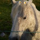 Daisys in my Hair unbearbeitet