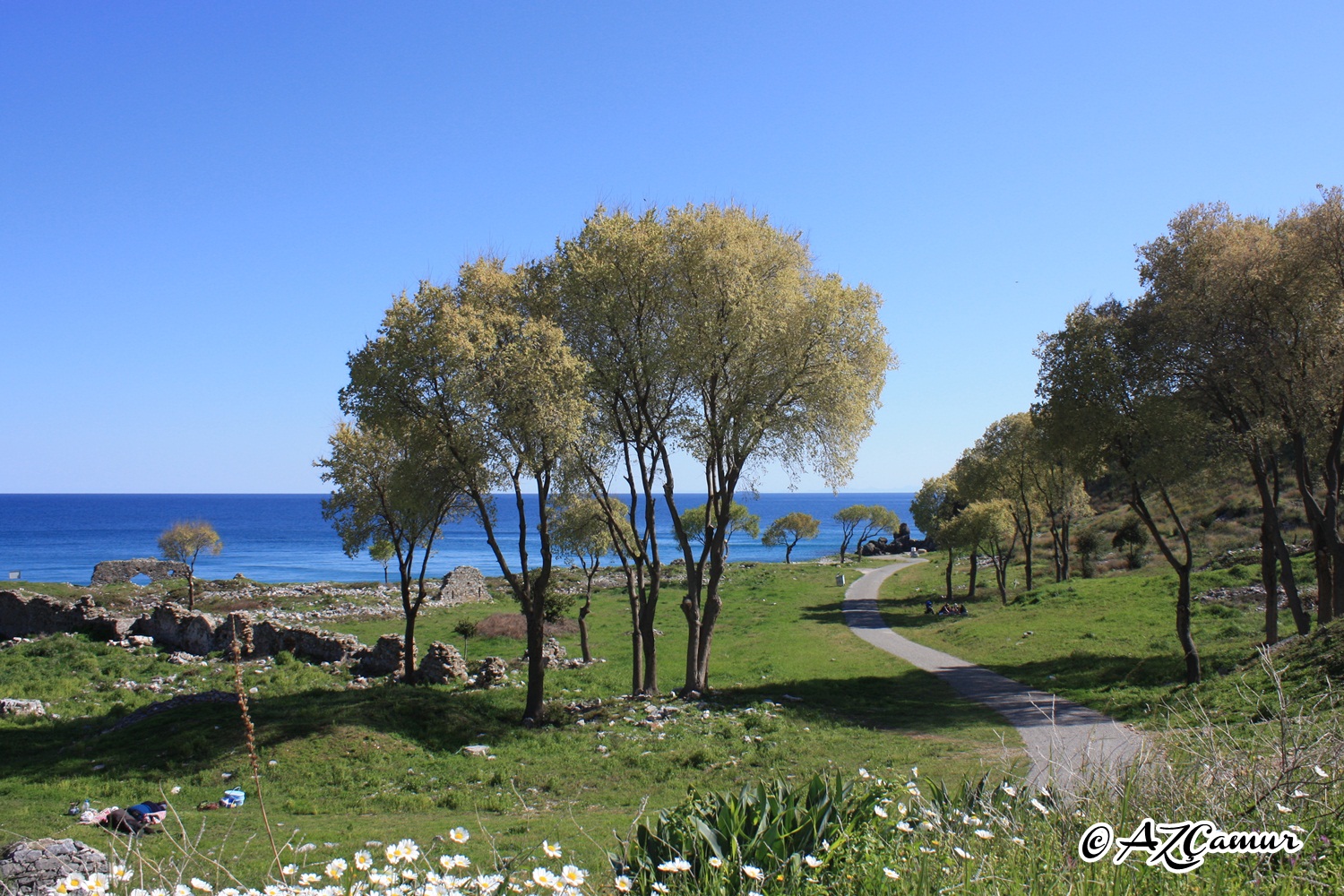  Daisys, trees, sea