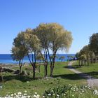  Daisys, trees, sea