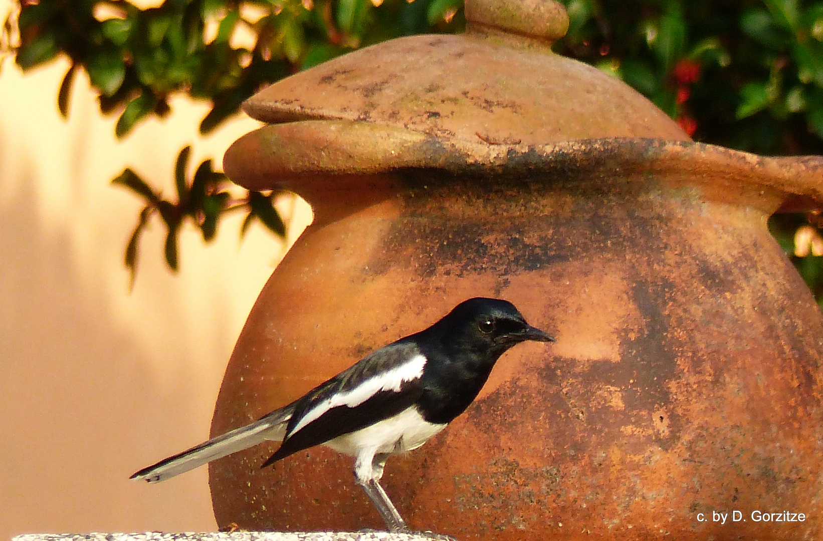 Dajaldrossel (Copsychus saularis) !