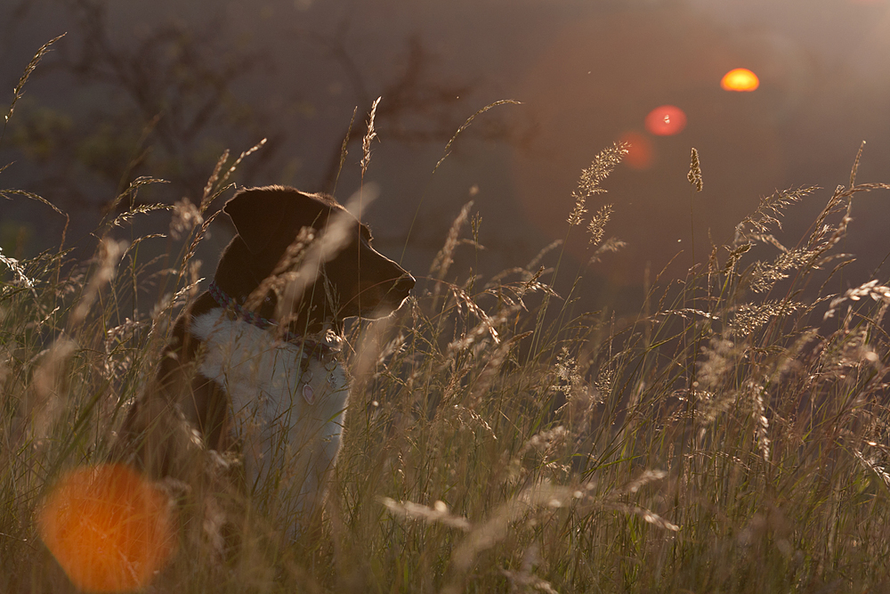 ...Dakki im Sonnenuntergang...