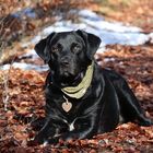 Daïko sur un tapis de feuilles