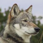 Dakota the Wolf - http://www.ukwolf.org/