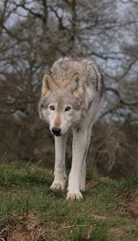 Dakota the wolf, stalking her prey.