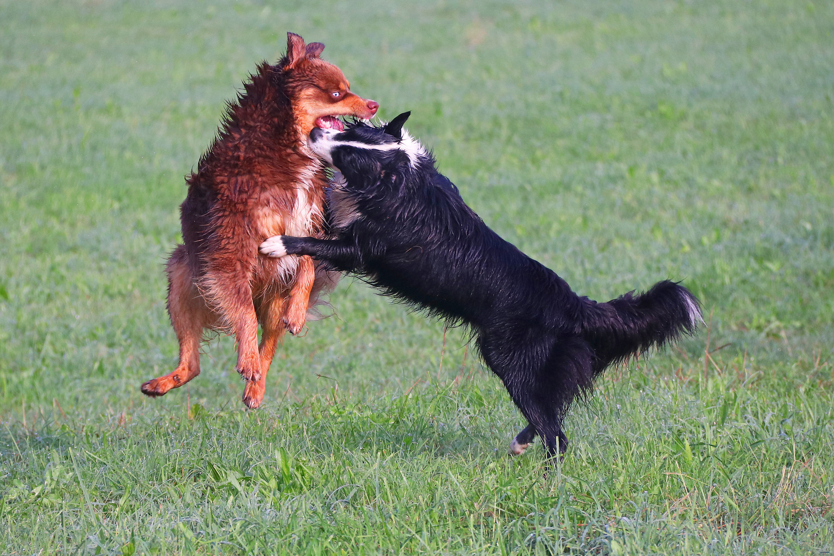 Dakota und Mila