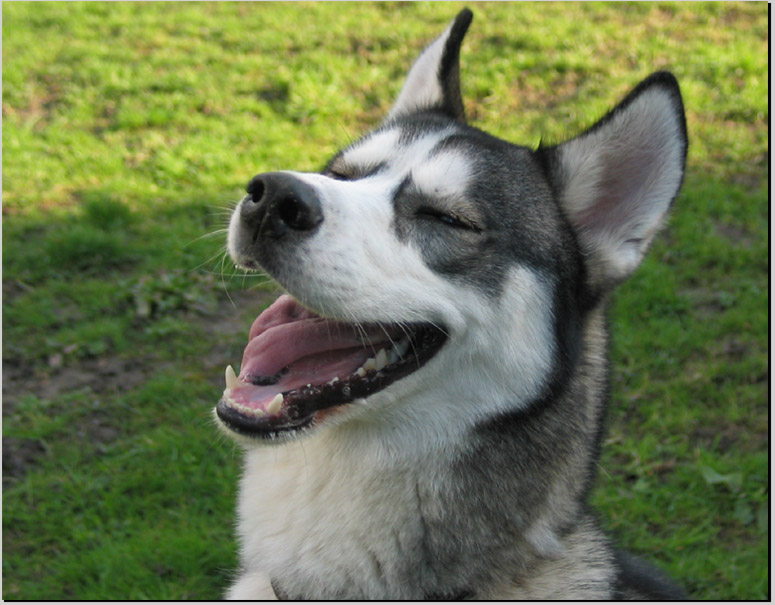 Dakota, unsere Husky Lachnummer