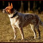 Dakota3 (ACD)