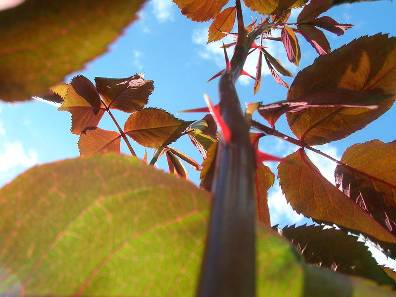 Dal basso di una rosa