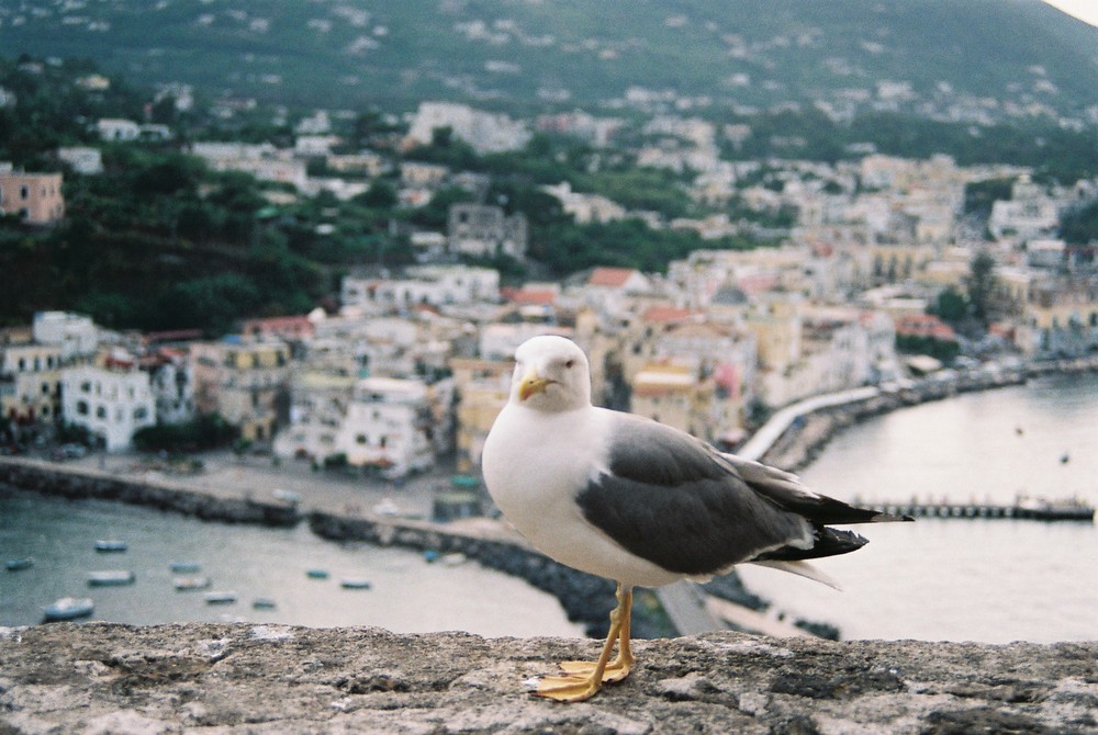 Dal Castello di Ischia