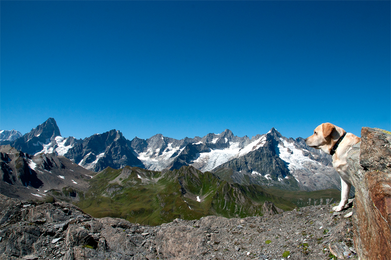 Dal Mont Dolent alle Grandes Jorasses.